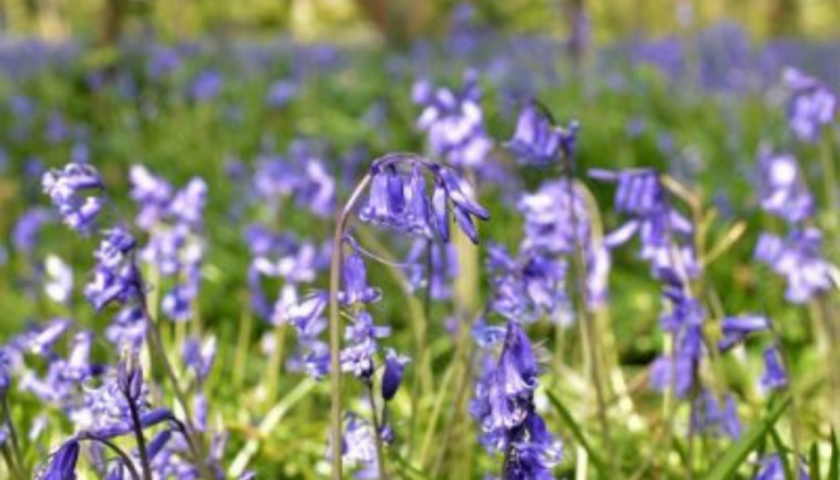 National Biodiversity Data Centre – A Heritage Council Programme ...