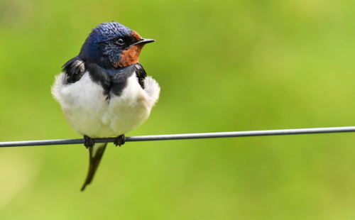 The arrival of swallow back into Ireland is one event we are tracking to understand the effect of climate change on phenology.