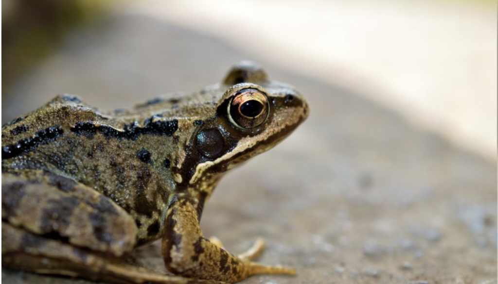 National Biodiversity Data Centre – A Heritage Council Programme ...