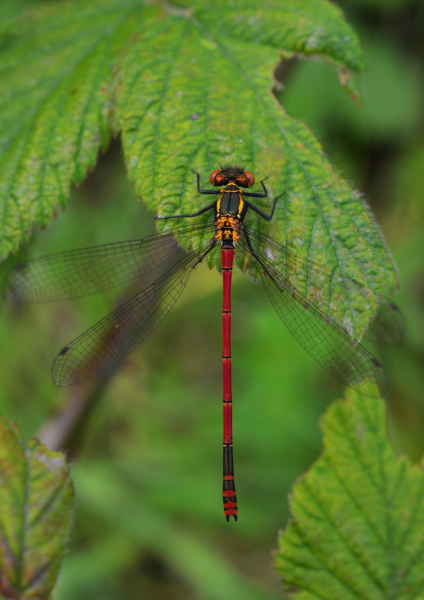 National Checklists – National Biodiversity Data Centre