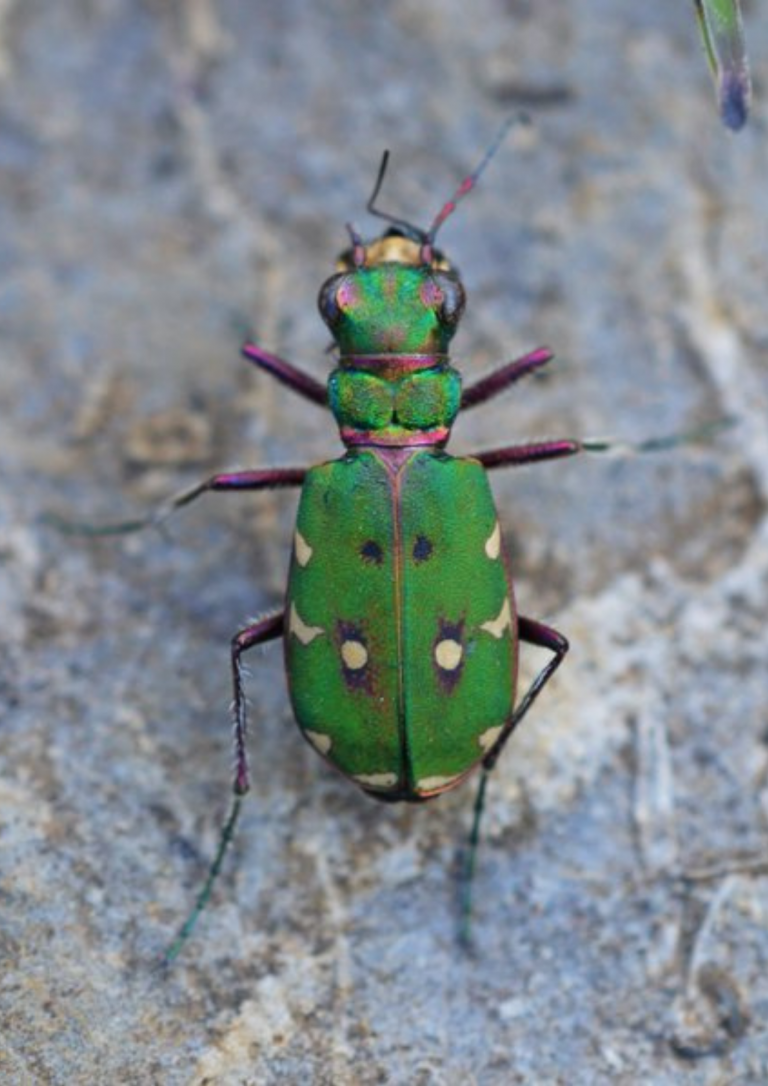 Insects - National Biodiversity Data Centre