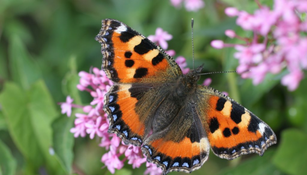 National Biodiversity Data Centre – A Heritage Council Programme ...