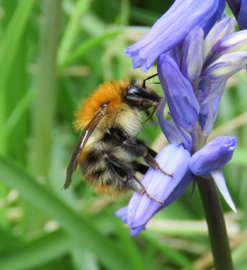 Biodiversity On Your Farm National Biodiversity Data Centre