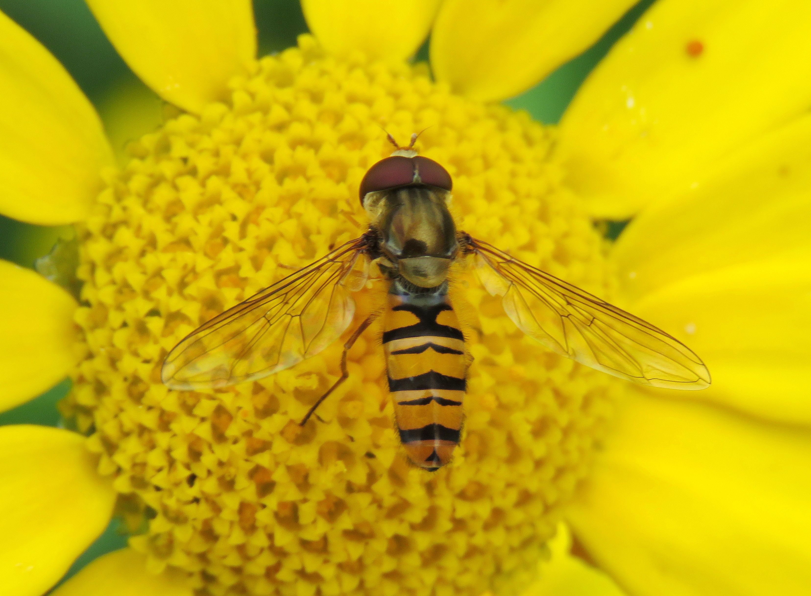 https://biodiversityireland.ie/app/uploads/2023/10/Species-Profile-31-Marmalade-hoverfly.pdf