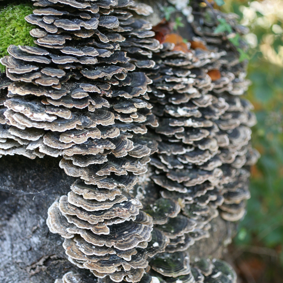 https://biodiversityireland.ie/app/uploads/2023/11/Species-Profile-Turkeytail-fungi.pdf