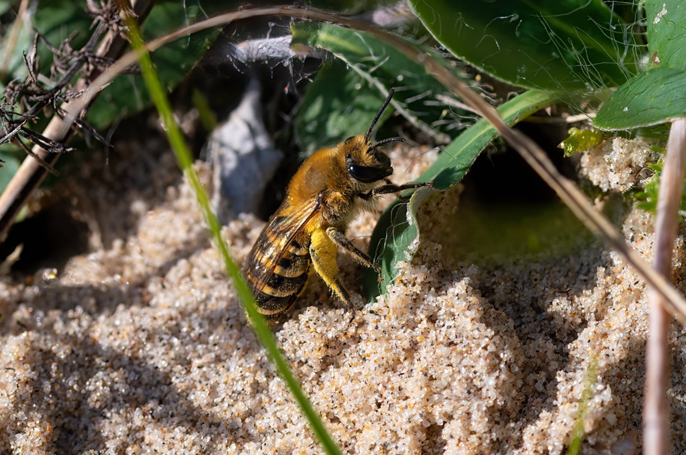 Newly discovered insects in Ireland - National Biodiversity Data Centre