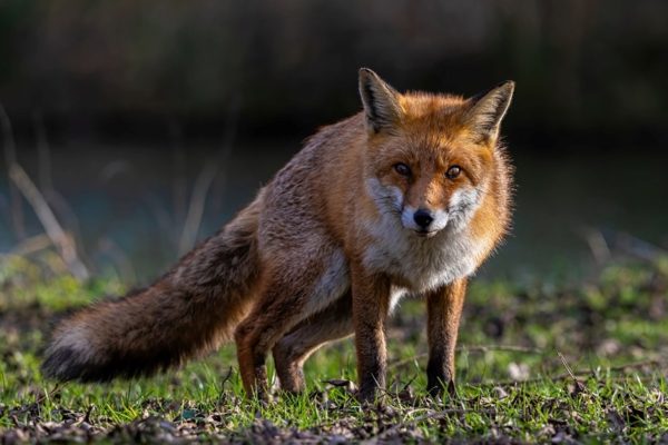 Red Fox