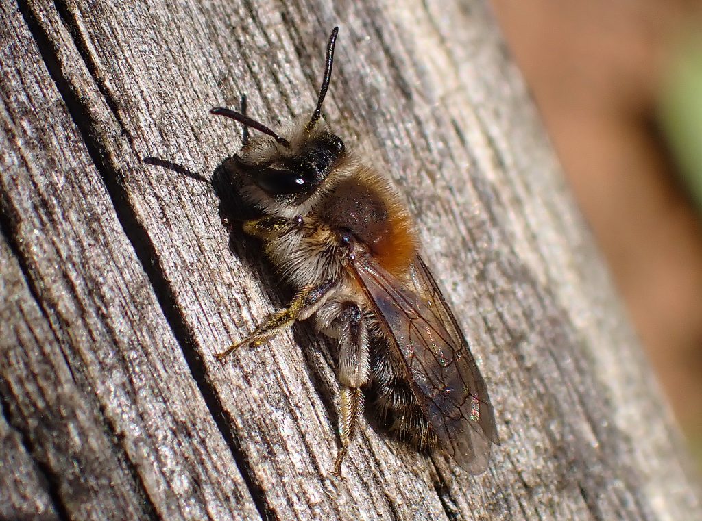 Mining bee on timber