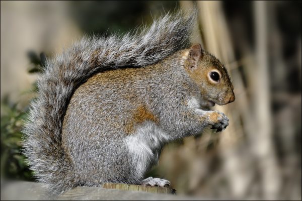 Grey Squirrel by Ita Martin