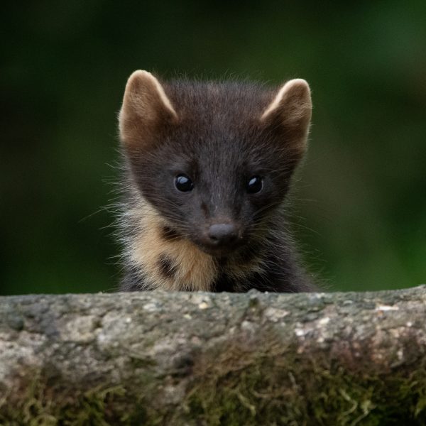 Pine marten by Ita Martin