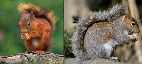 Red and Grey Squirrel by Ita Martin