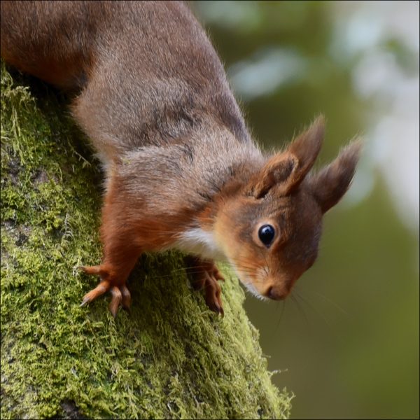 Red Squirrel by Ita Martin
